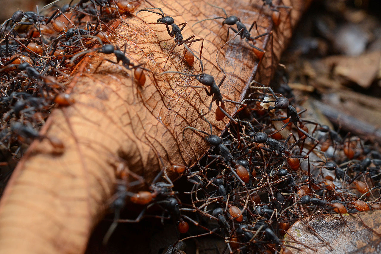 Calling pest control for black garden ants