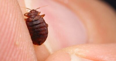 Help for bed bugs: The need for pest control